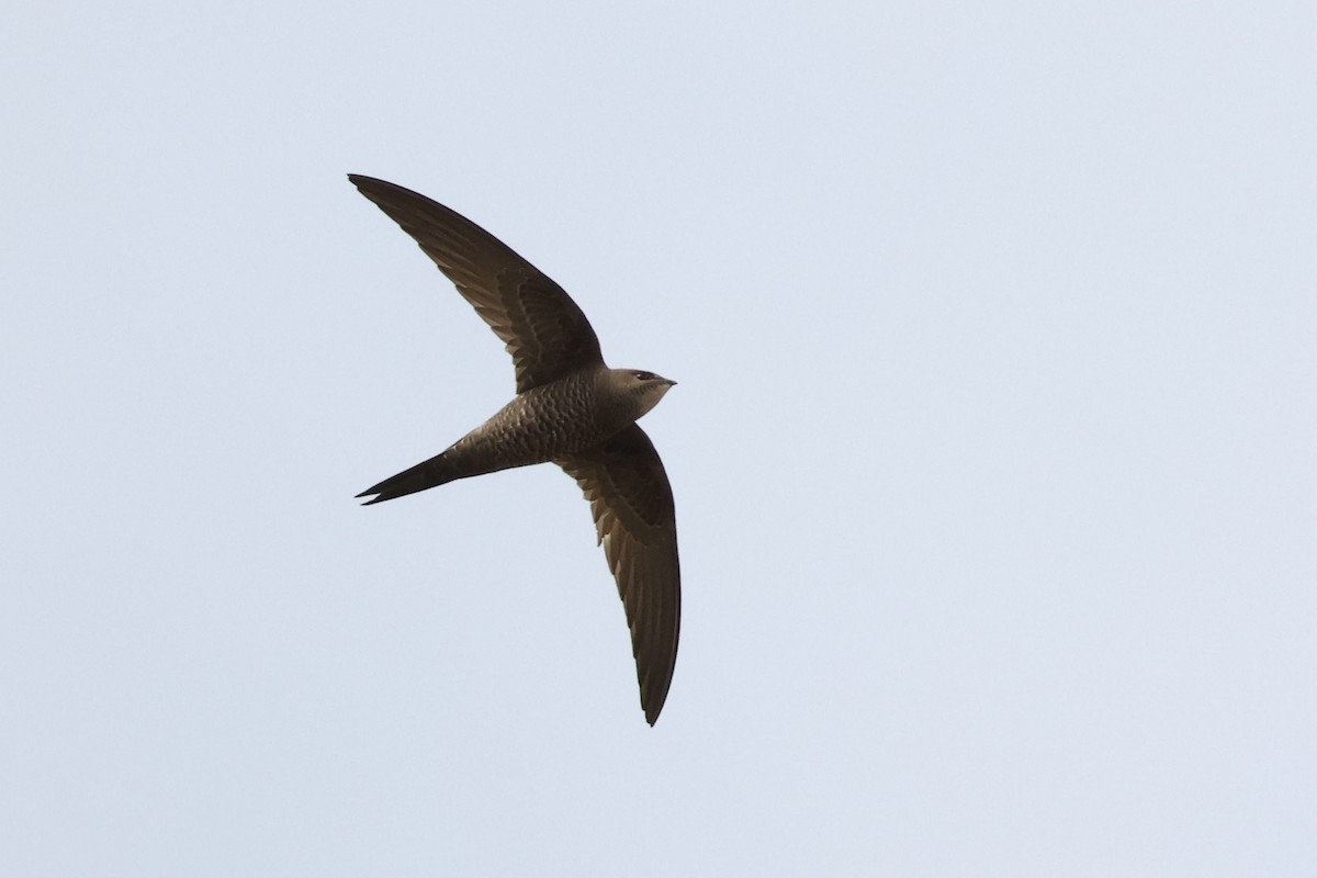 Mottled Swift - ML603316521