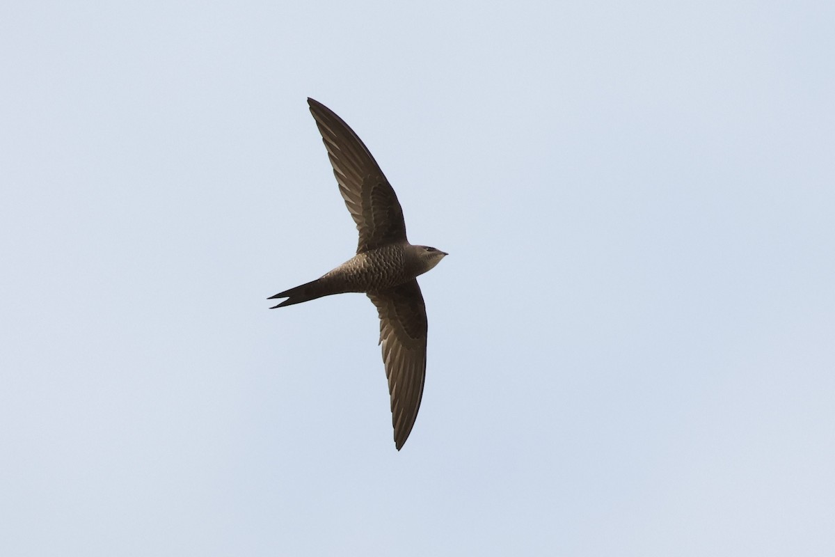 Mottled Swift - ML603316531