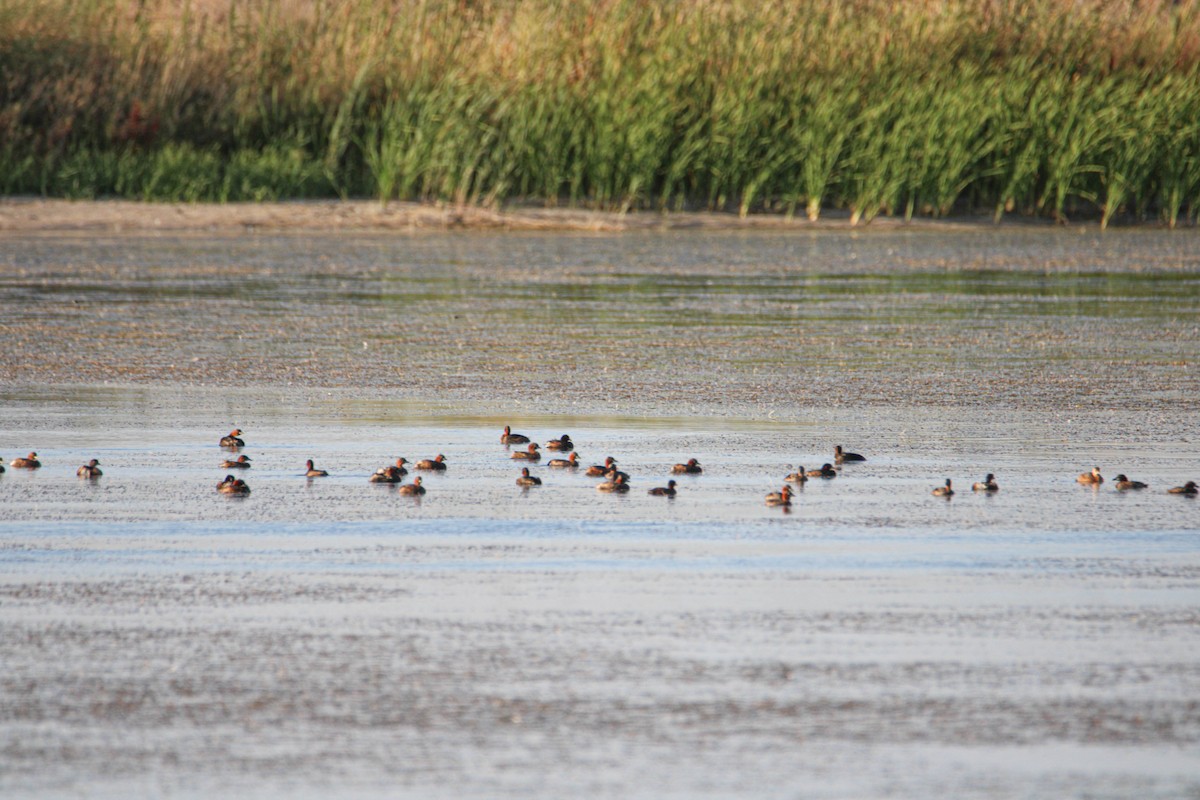 Little Grebe - ML603316671