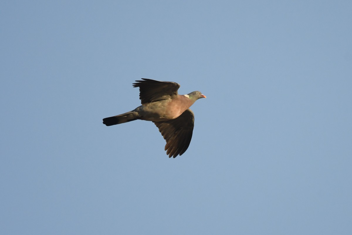 Common Wood-Pigeon - Santiago Caballero Carrera