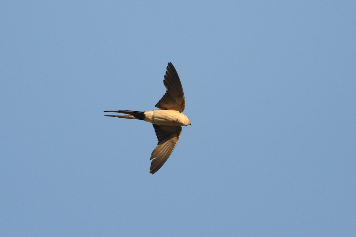 Red-rumped Swallow - Santiago Caballero Carrera