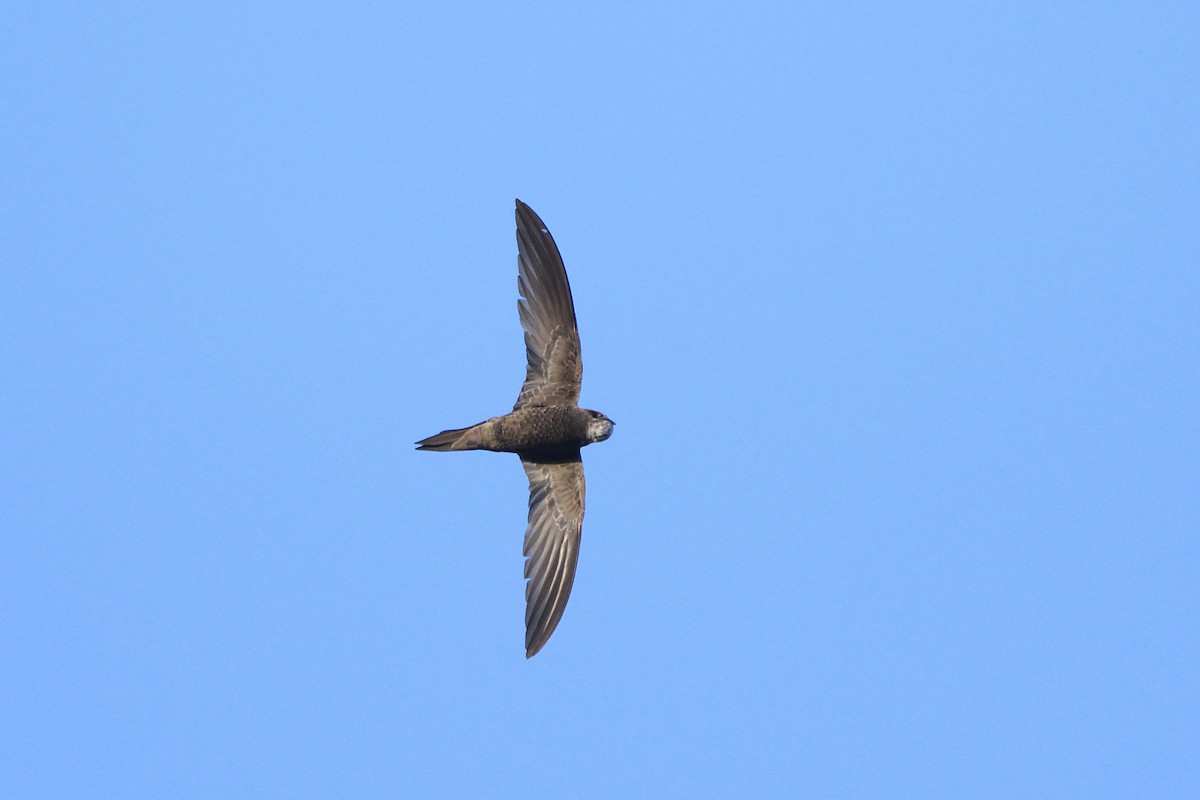 Pallid Swift - Santiago Caballero Carrera