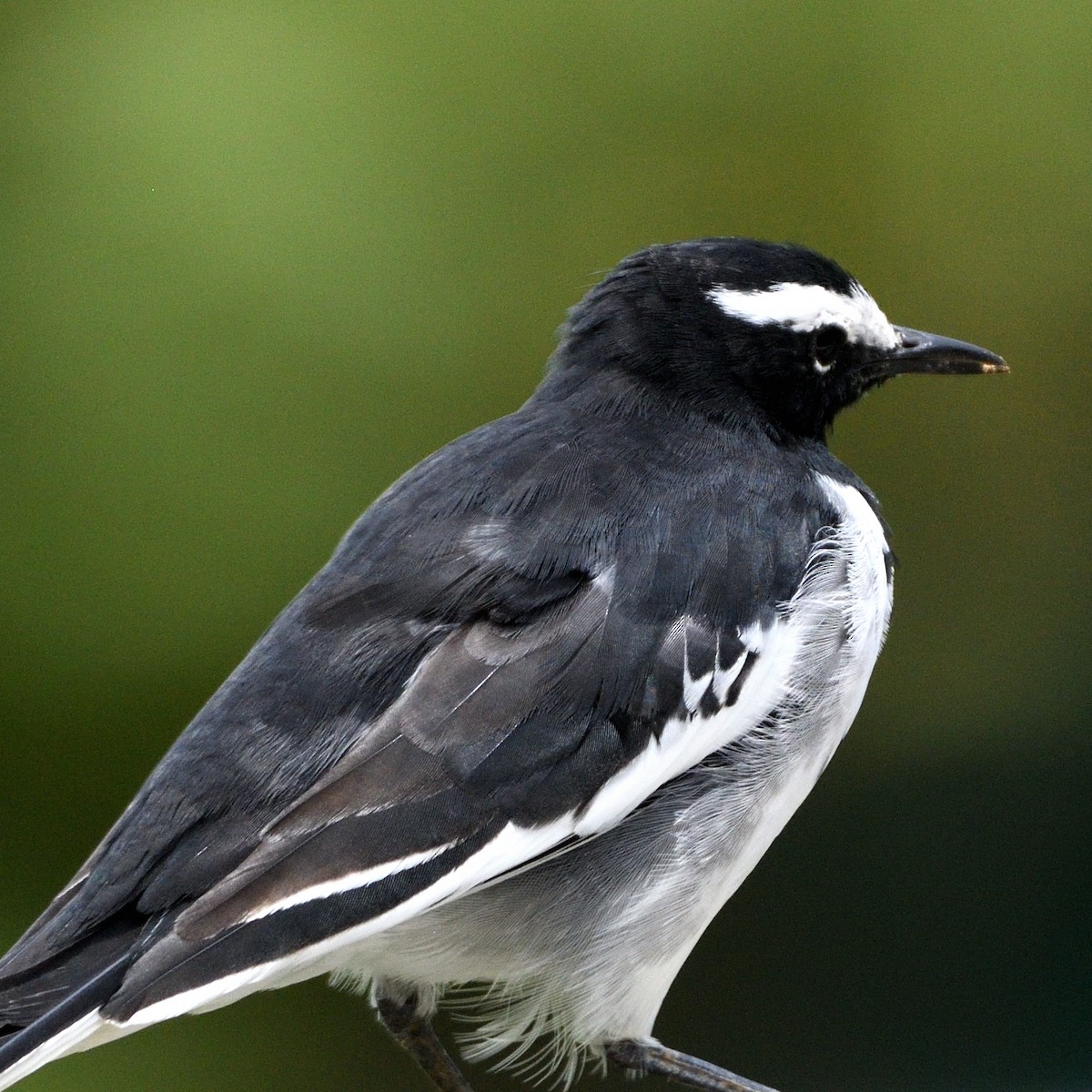 White-browed Wagtail - ML603317511