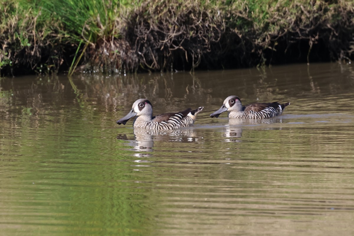 Pink-eared Duck - ML603319191