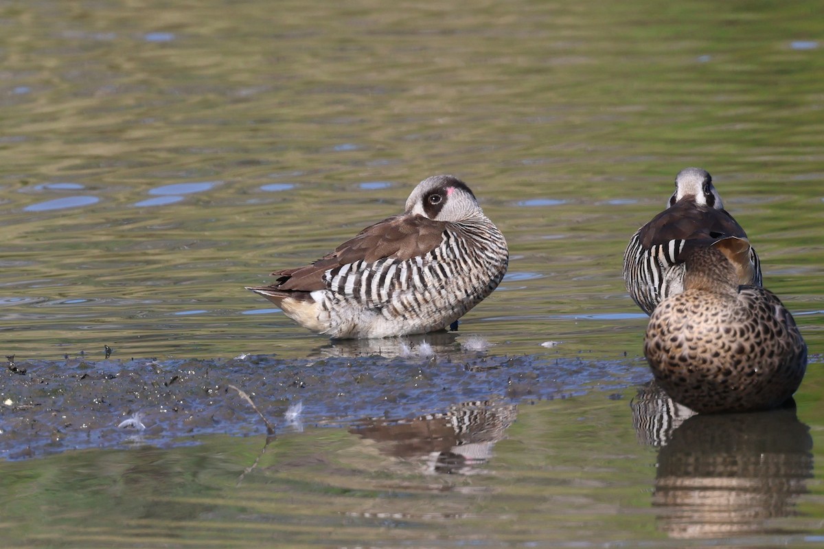 Pink-eared Duck - ML603319261