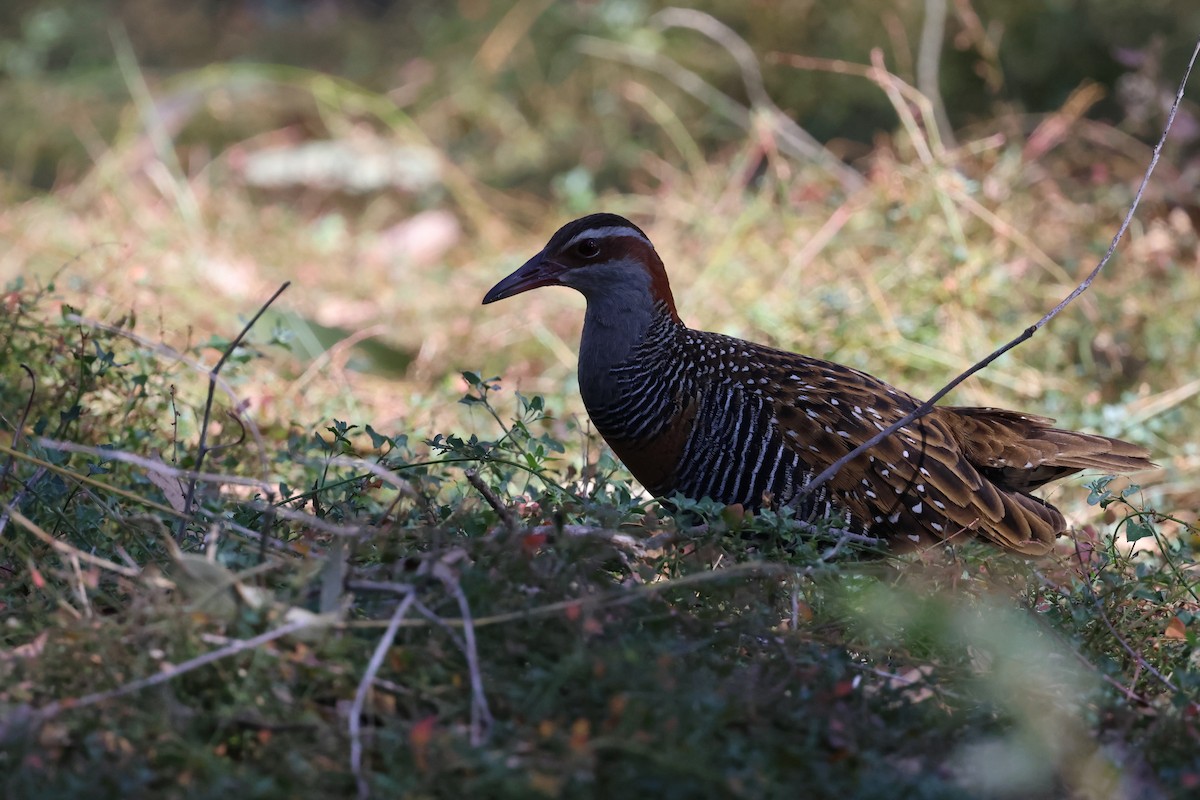 Buff-banded Rail - ML603319471