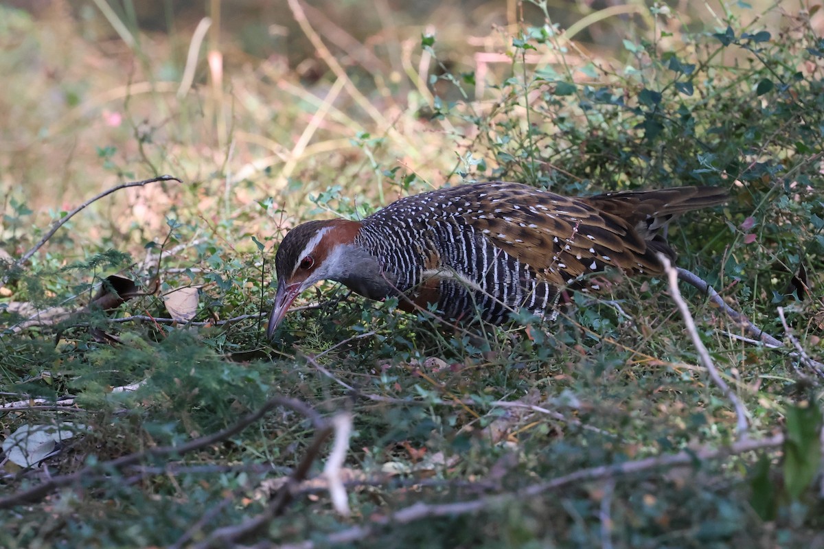 Buff-banded Rail - ML603319541