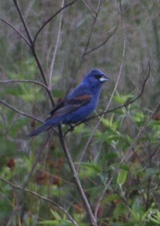 Blue Grosbeak - Neal Fitzsimmons