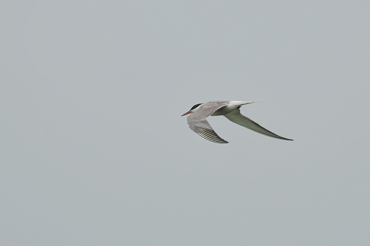 Txenada arrunta (hirundo/tibetana) - ML603320121