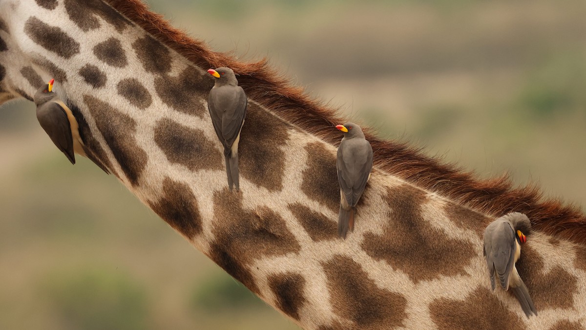 Yellow-billed Oxpecker - ML603320801