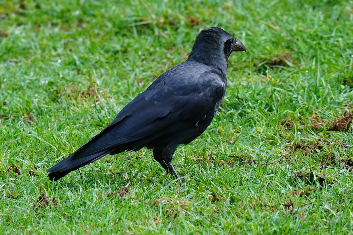 Large-billed Crow - ML603321391