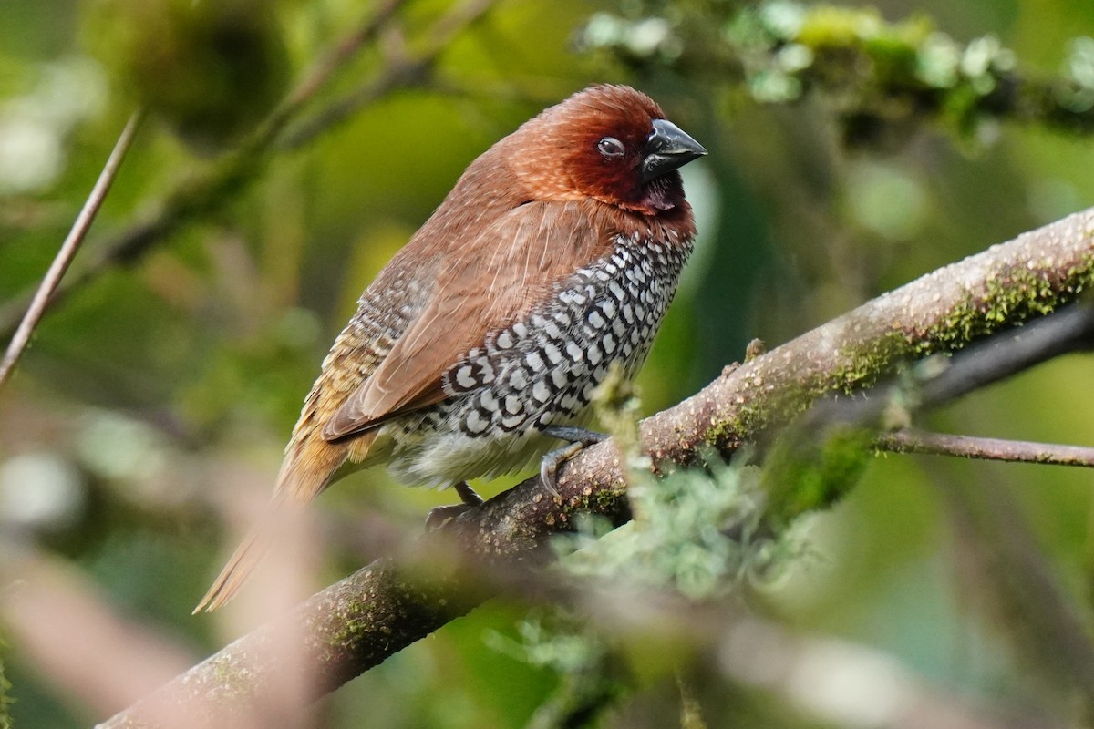 Scaly-breasted Munia - ML603322031