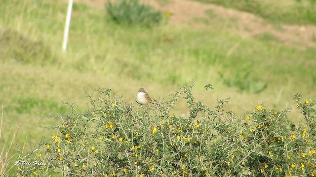 Greater Whitethroat - ML603322401