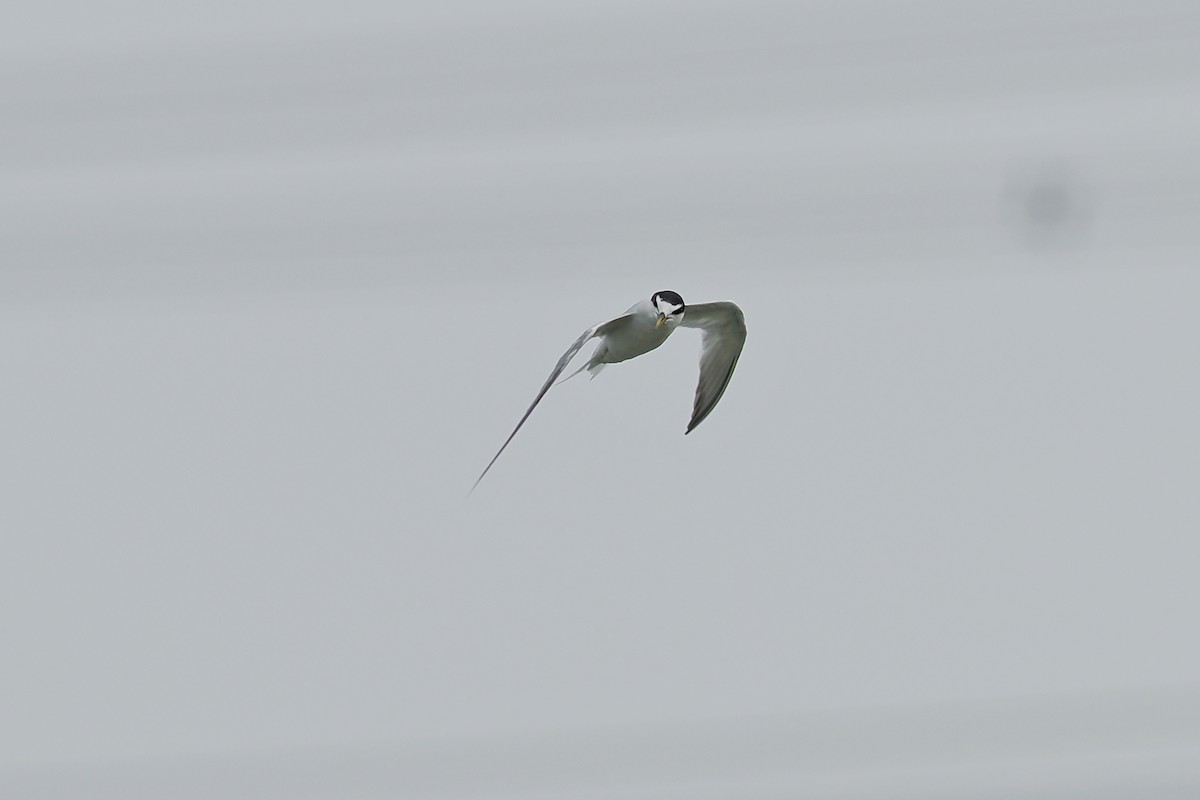 Little Tern - ML603322741