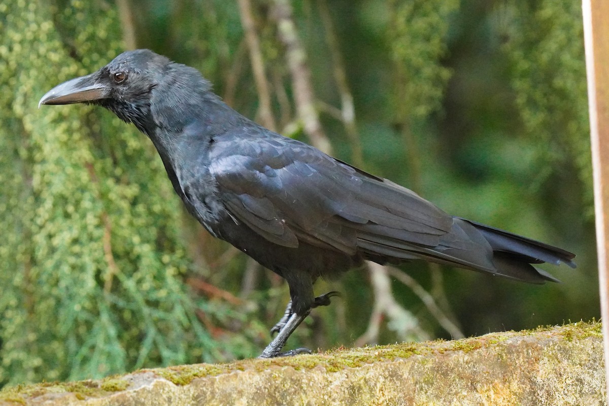 Large-billed Crow - ML603322921