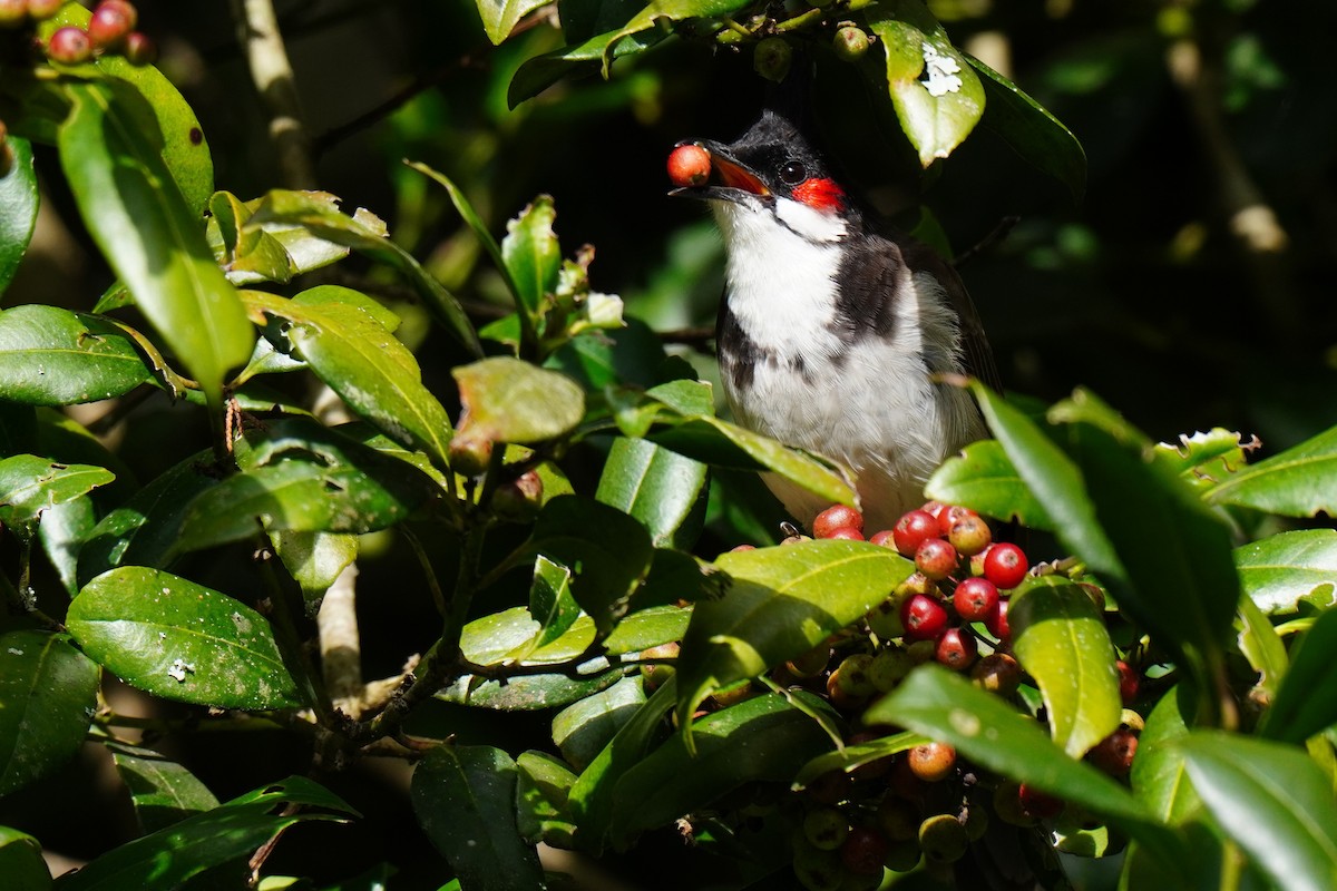 Red-whiskered Bulbul - ML603323041