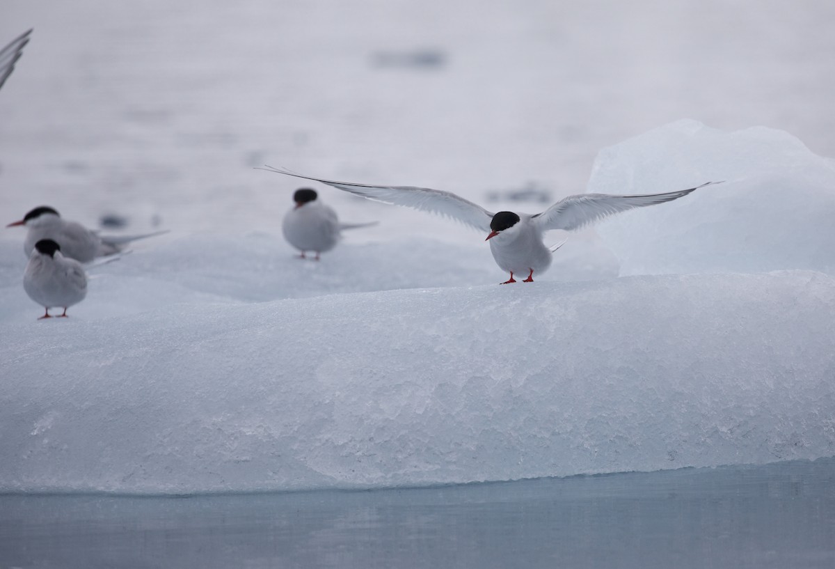 Arctic Tern - David Ascanio