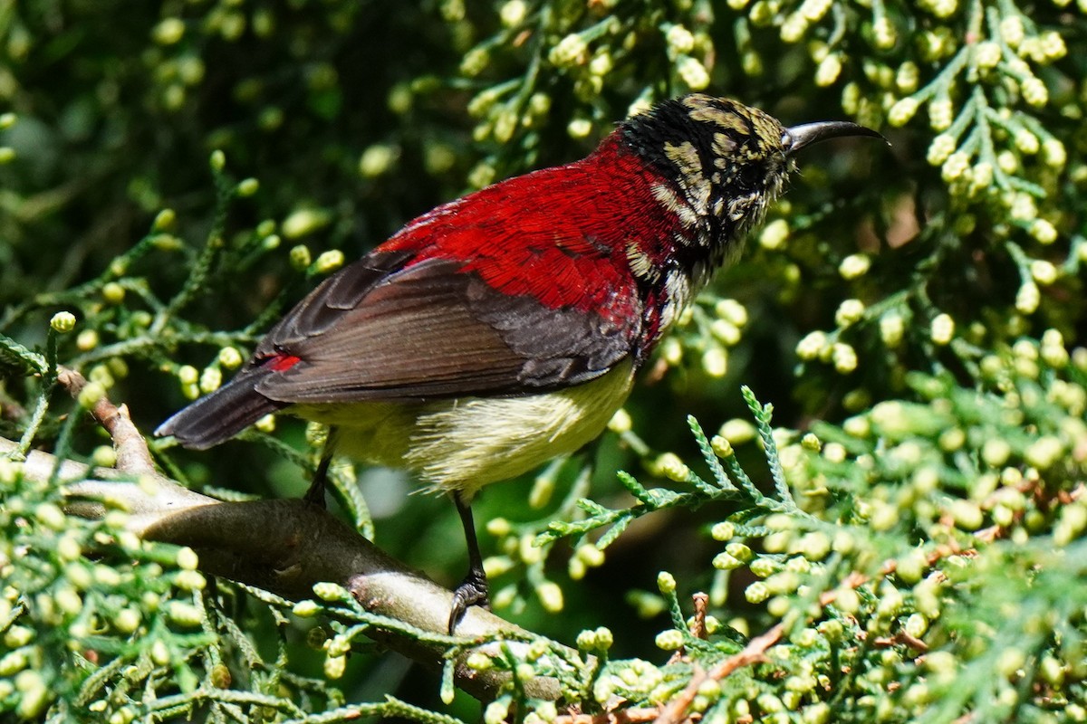 Crimson-backed Sunbird - ML603323281