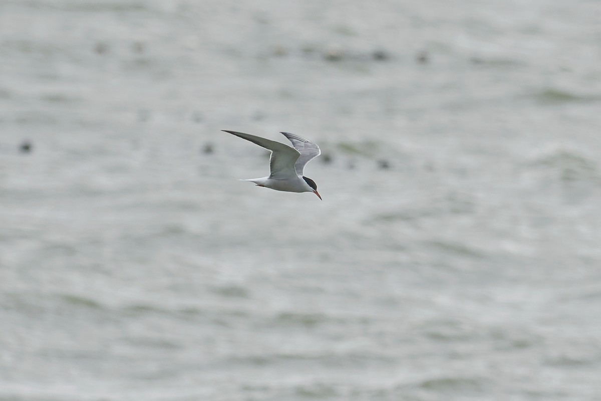 Common Tern (hirundo/tibetana) - ML603323321