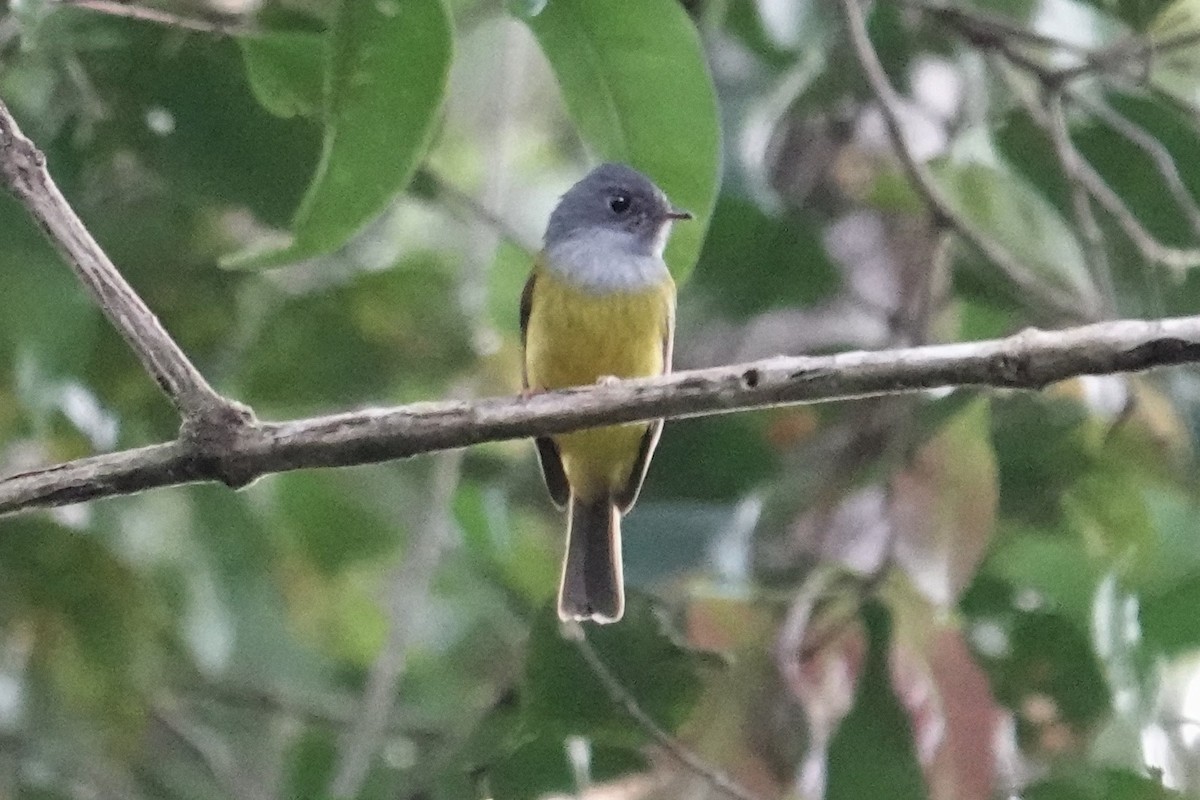 Gray-headed Canary-Flycatcher - ML603323461