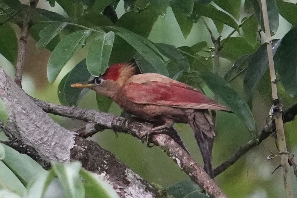 Crimson-winged Woodpecker - Steve Kornfeld