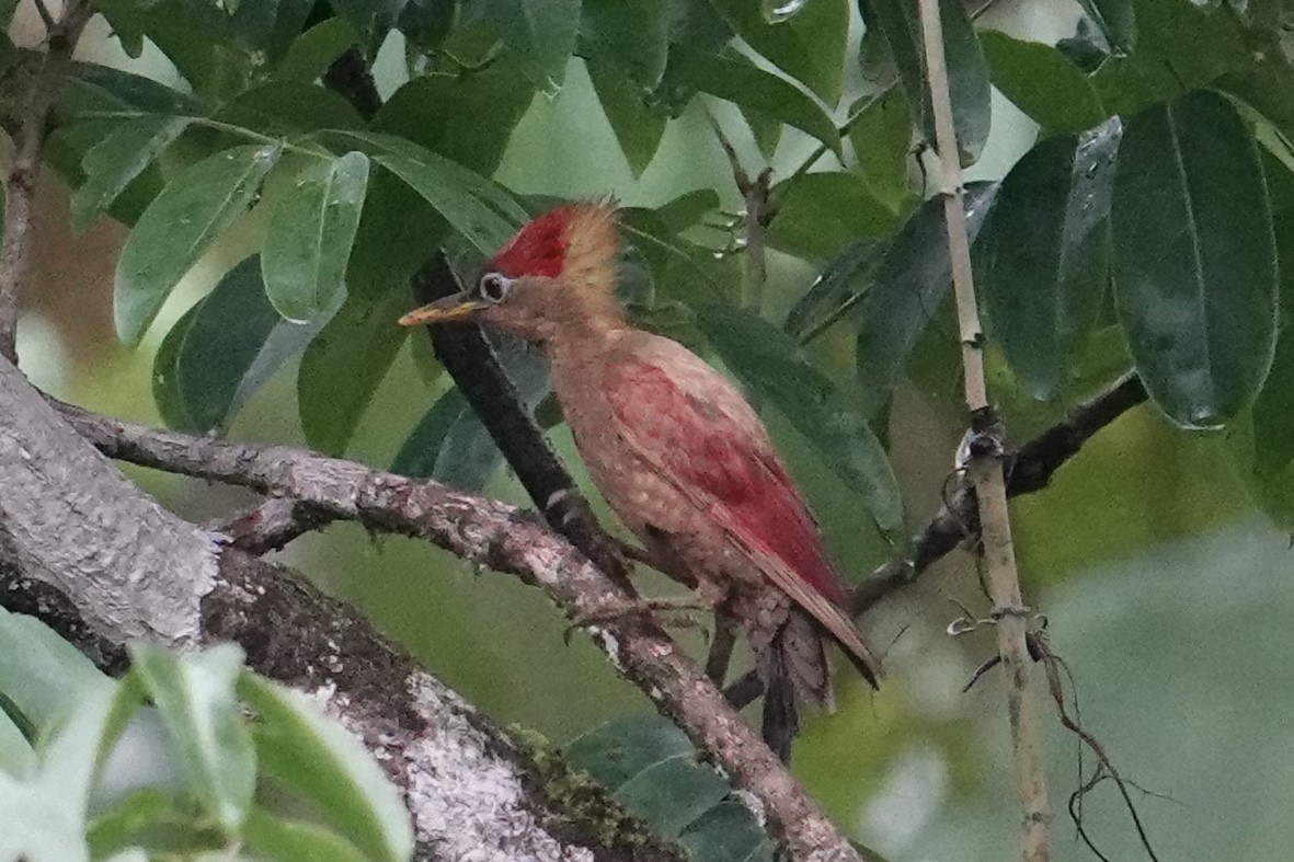 Crimson-winged Woodpecker - Steve Kornfeld