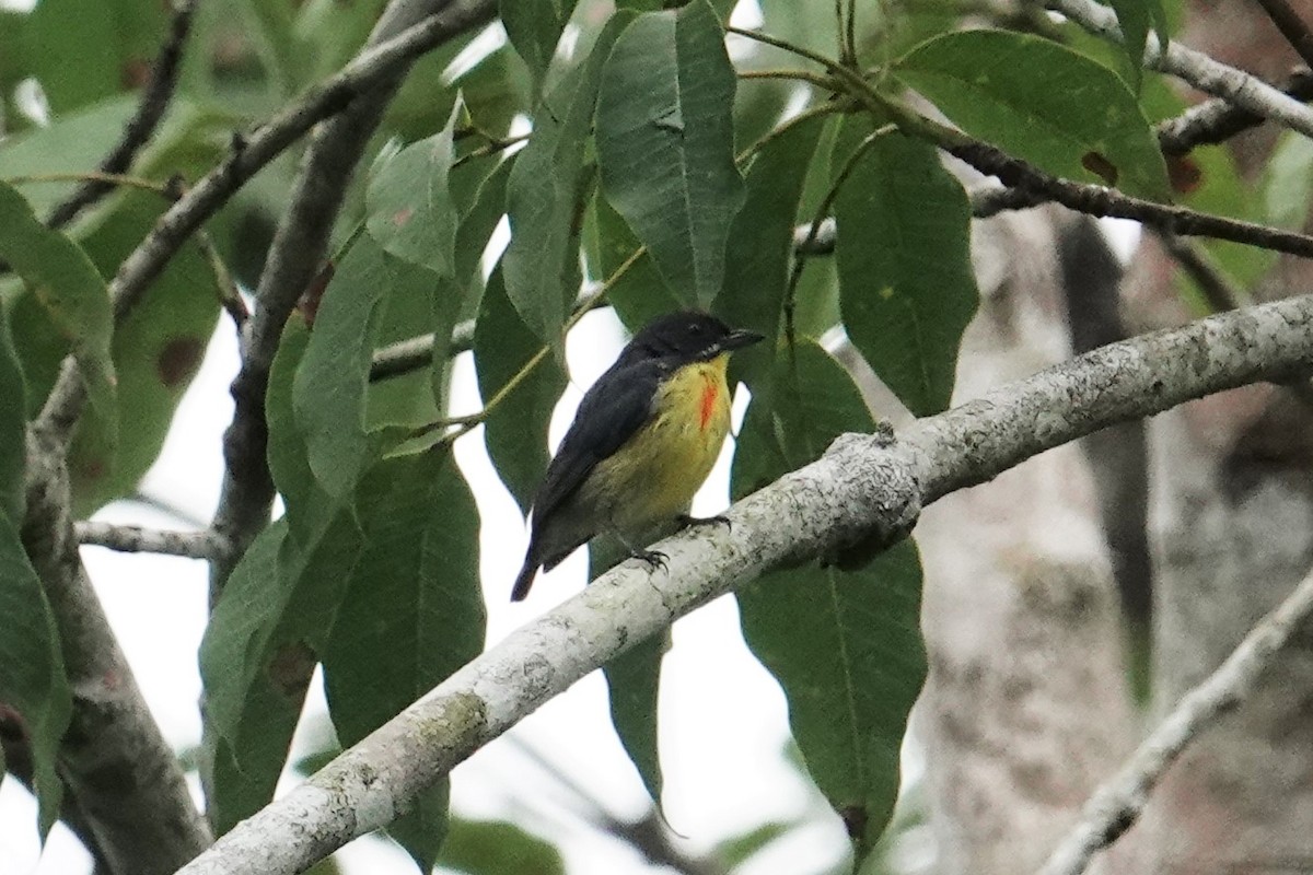 Crimson-breasted Flowerpecker - ML603324031