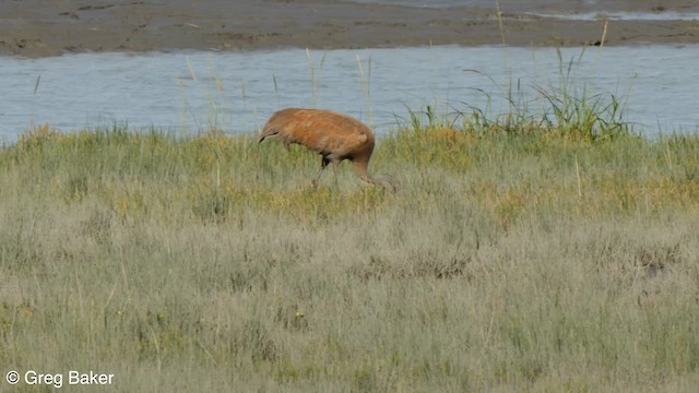 Grulla Canadiense - ML603325271