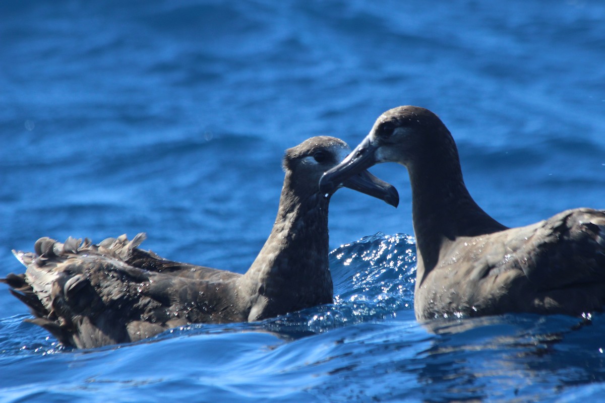 Black-footed Albatross - ML60332591