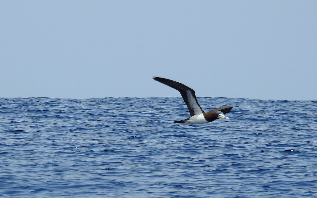 Brown Booby - ML603325991