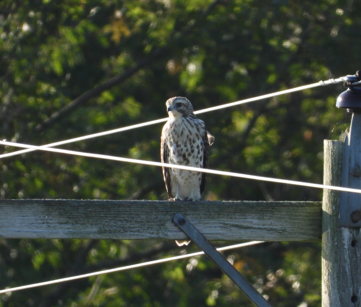 Cooper's Hawk - ML603326001