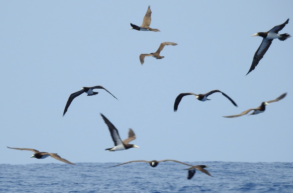 Brown Booby - ML603326041