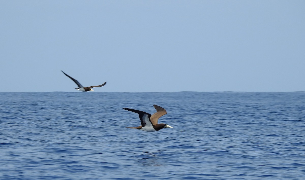 Brown Booby - ML603326071