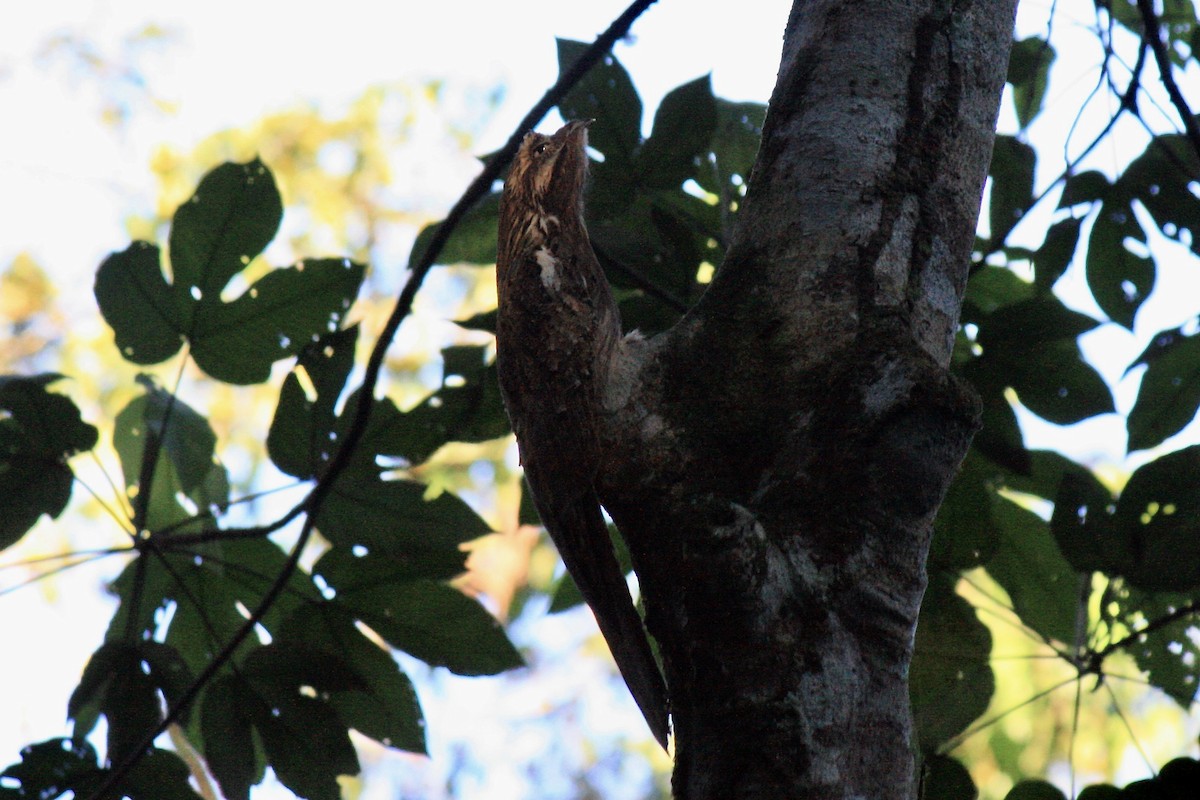 Long-tailed Potoo - ML603326481