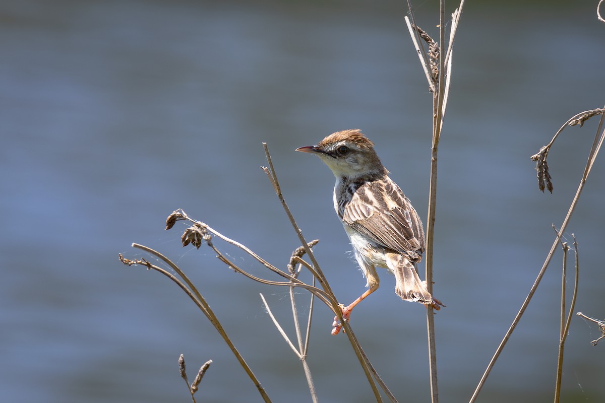 Zitting Cisticola (Far Eastern) - André  Zambolli