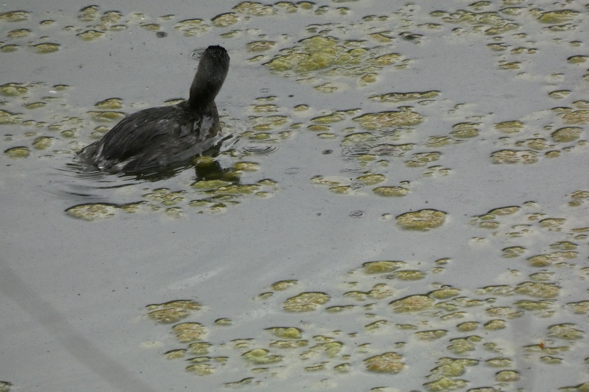 Least Grebe - ML603326611