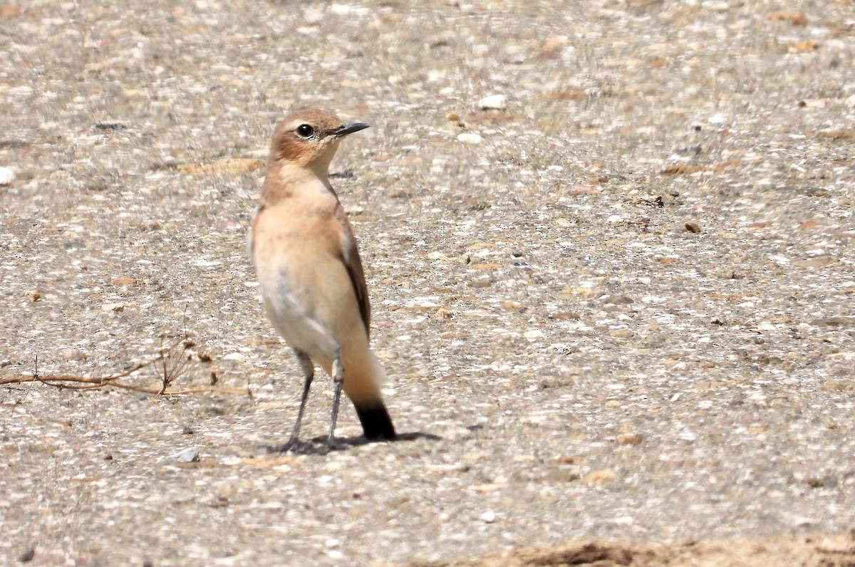 Northern Wheatear - ML603327051