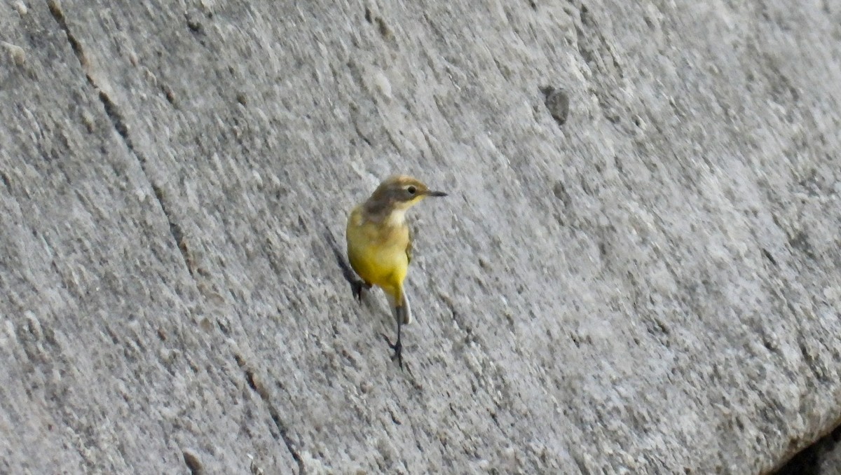 Western Yellow Wagtail - ML603327251