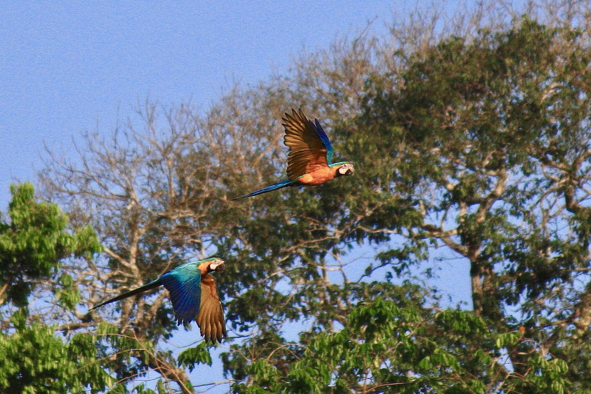 Blue-and-yellow Macaw - ML603327631