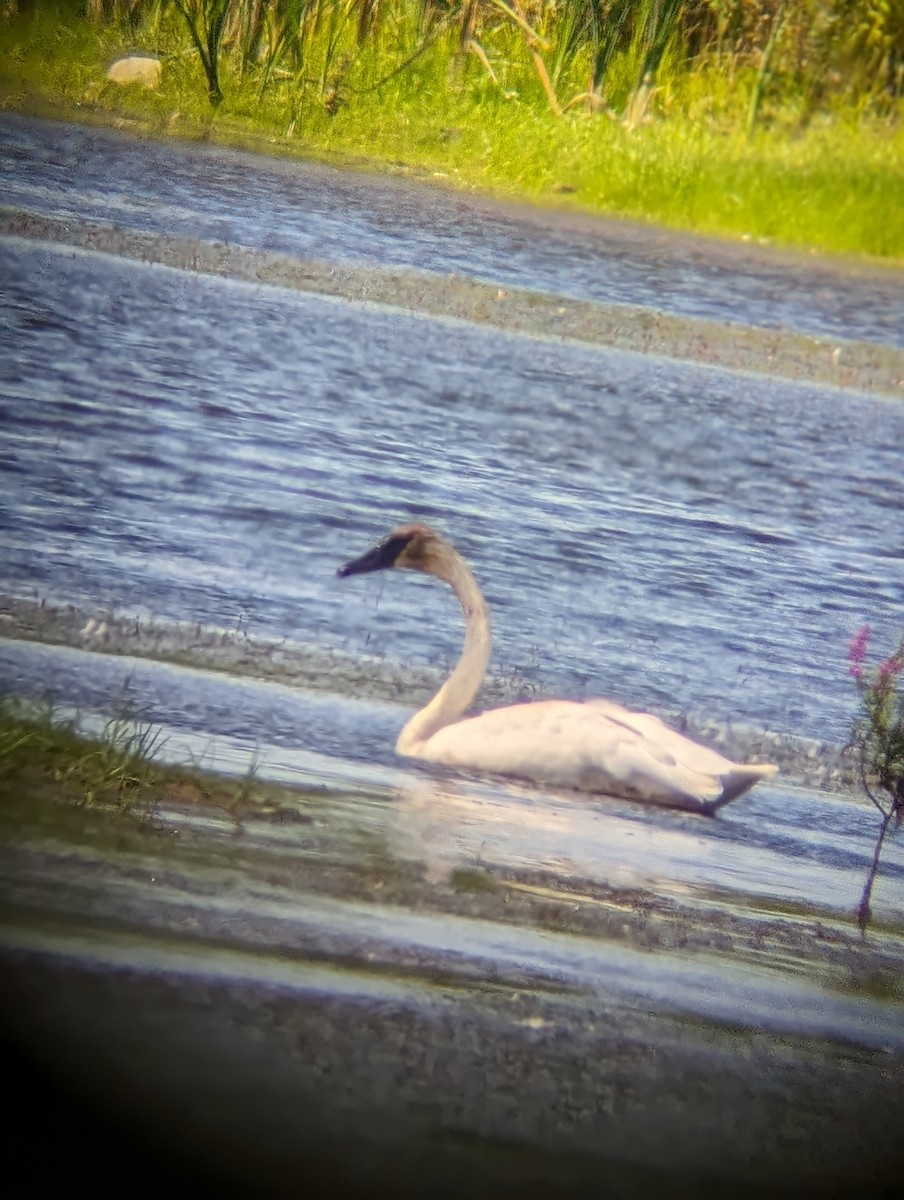 Trumpeter Swan - ML603327641