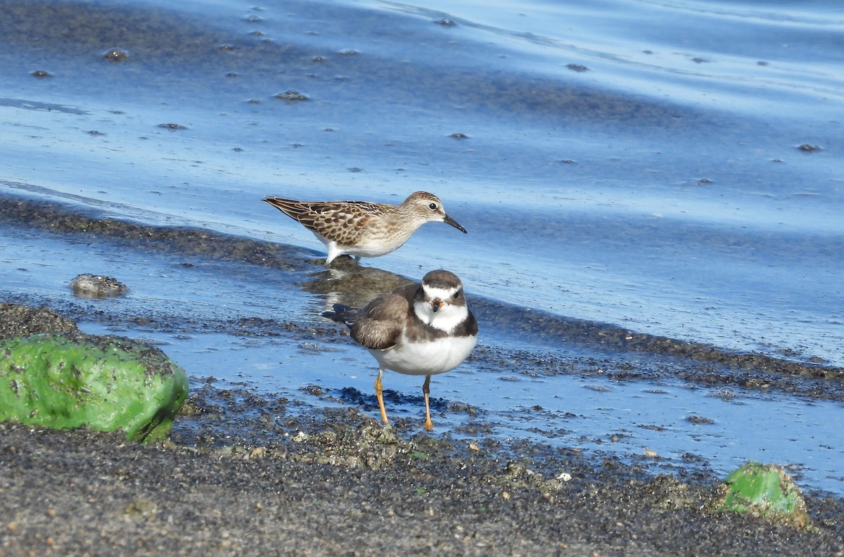 Semipalmated Plover - ML603327751