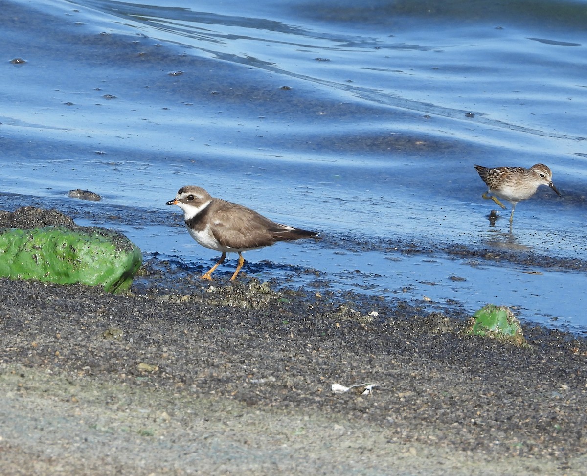 Semipalmated Plover - ML603327781