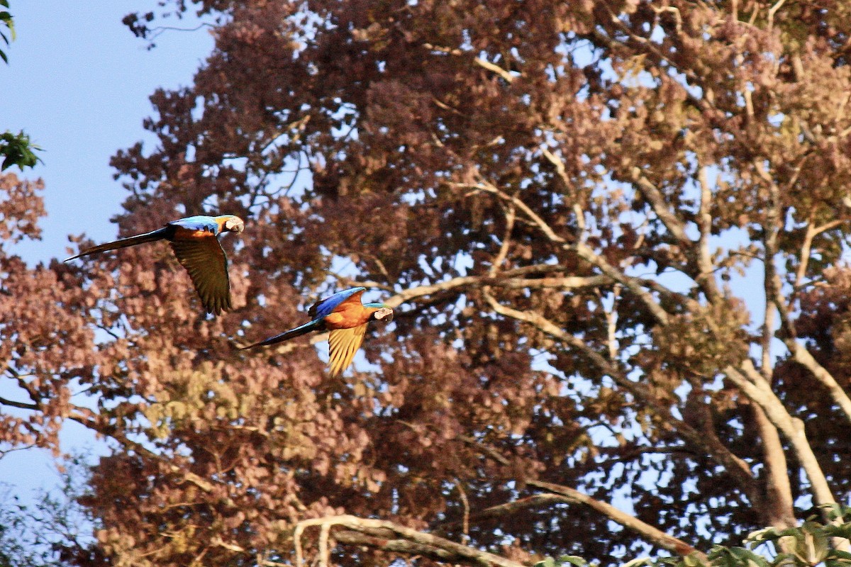 Blue-and-yellow Macaw - ML603327871