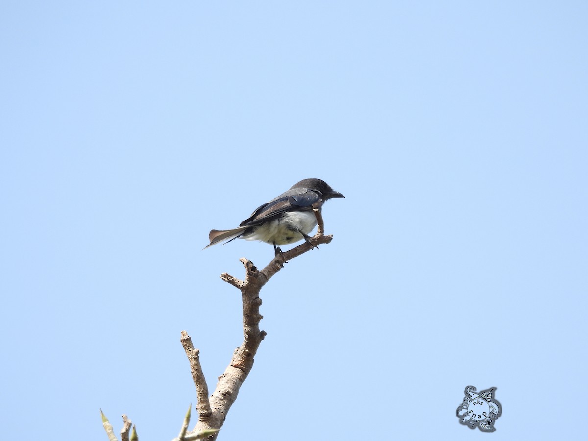 Ak Karınlı Drongo - ML603328691