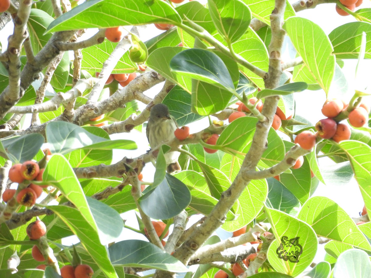 Thick-billed Flowerpecker - ML603328721