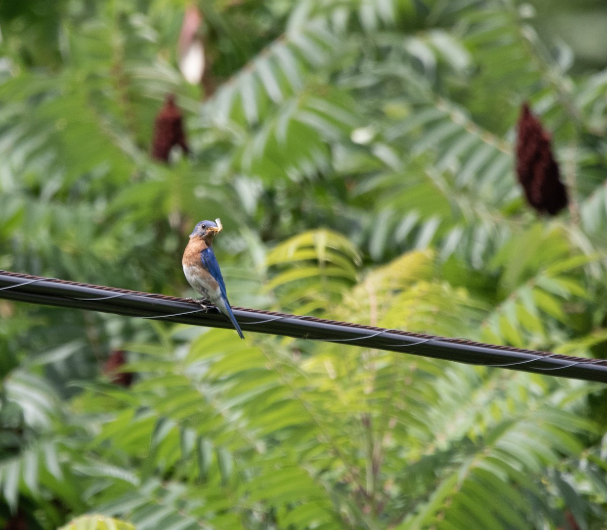 Eastern Bluebird - ML603328871