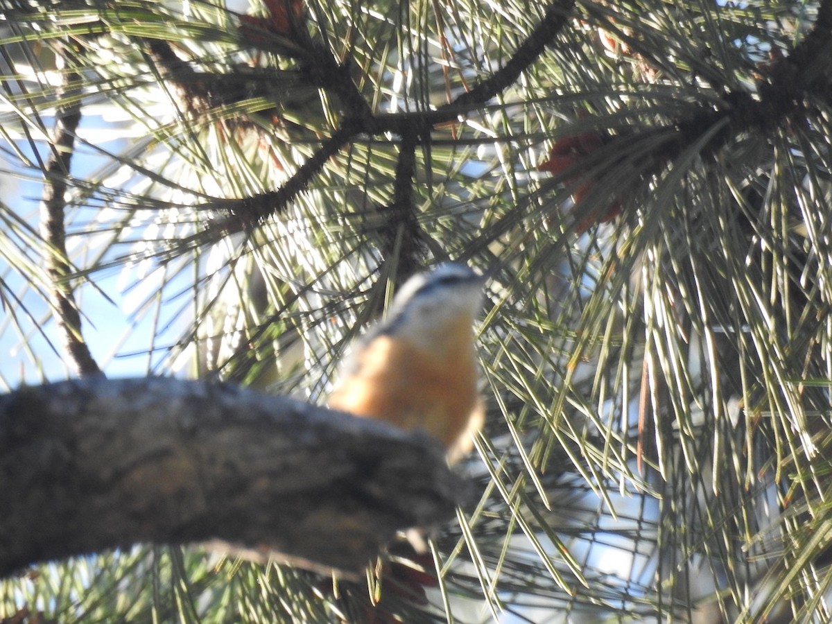 Red-breasted Nuthatch - ML603329031