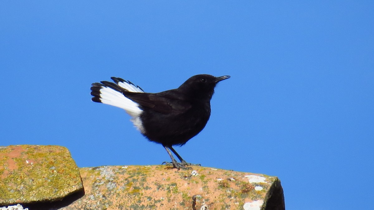 Black Wheatear - Tomás García