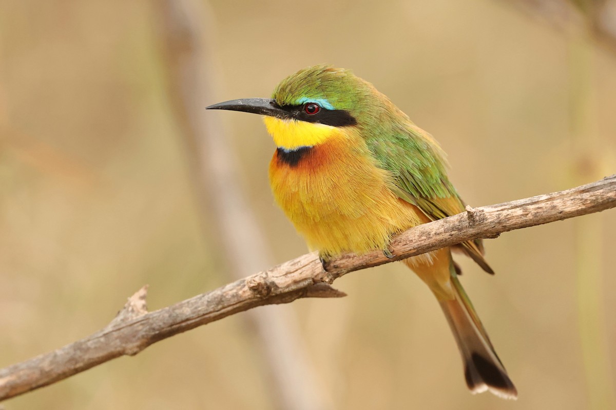 Little Bee-eater - Tiago Guerreiro