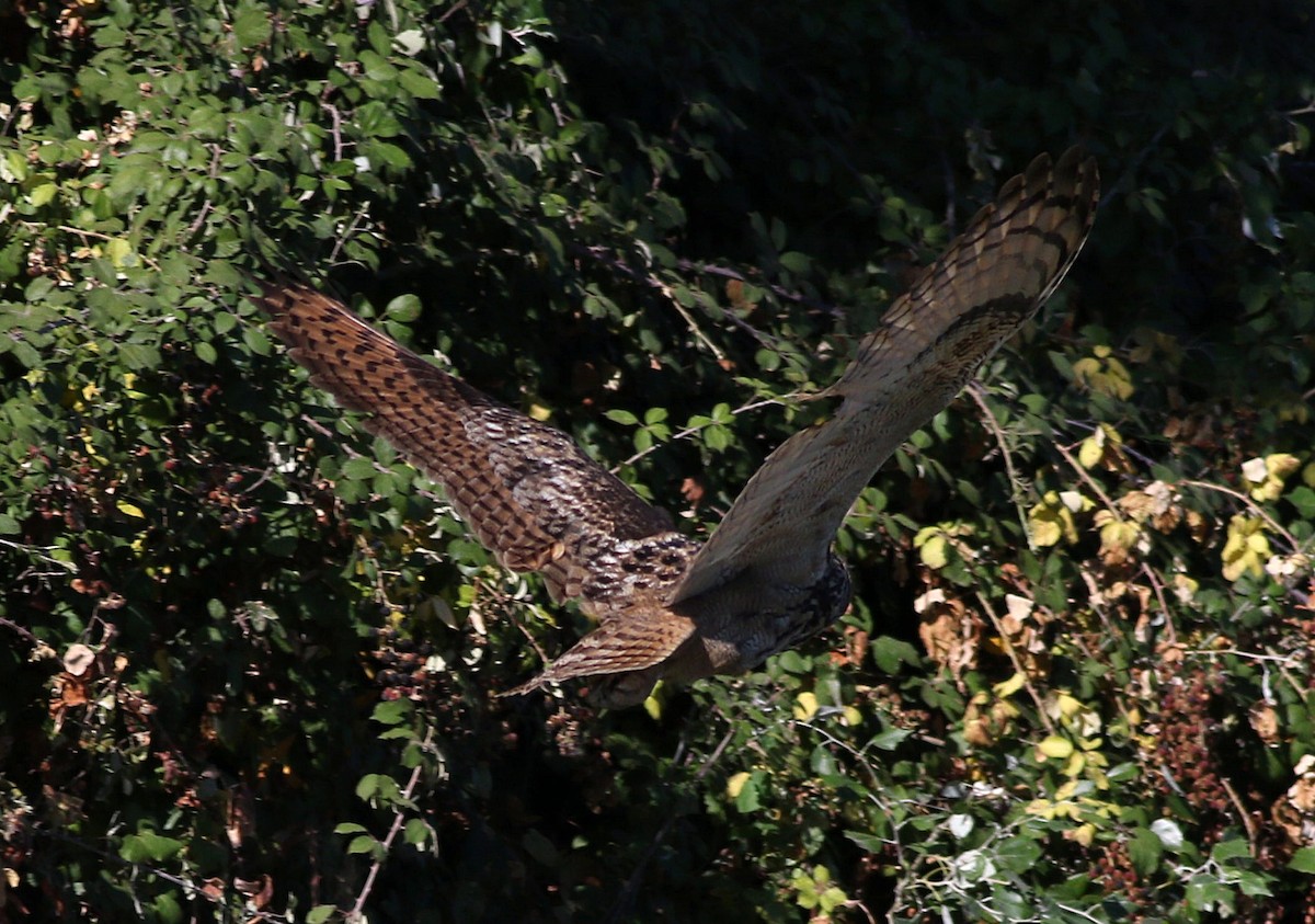 Eurasian Eagle-Owl - Miguel García